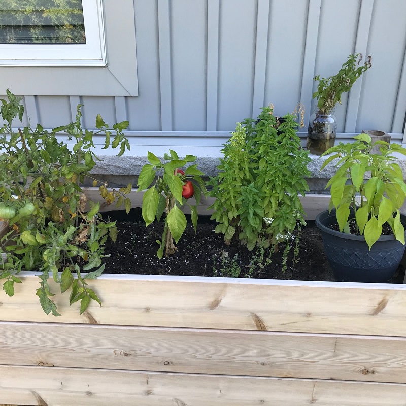 planting a vegetable garden