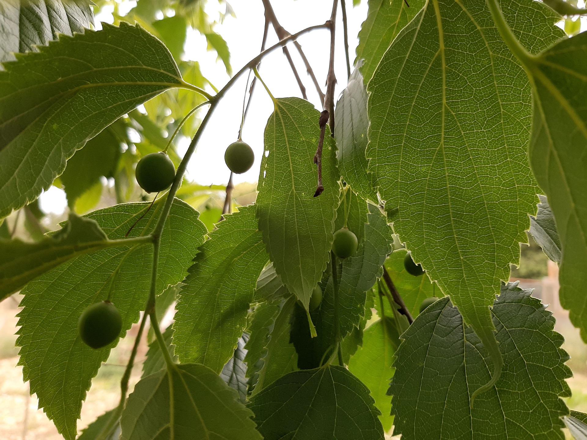 image of hackberry tree