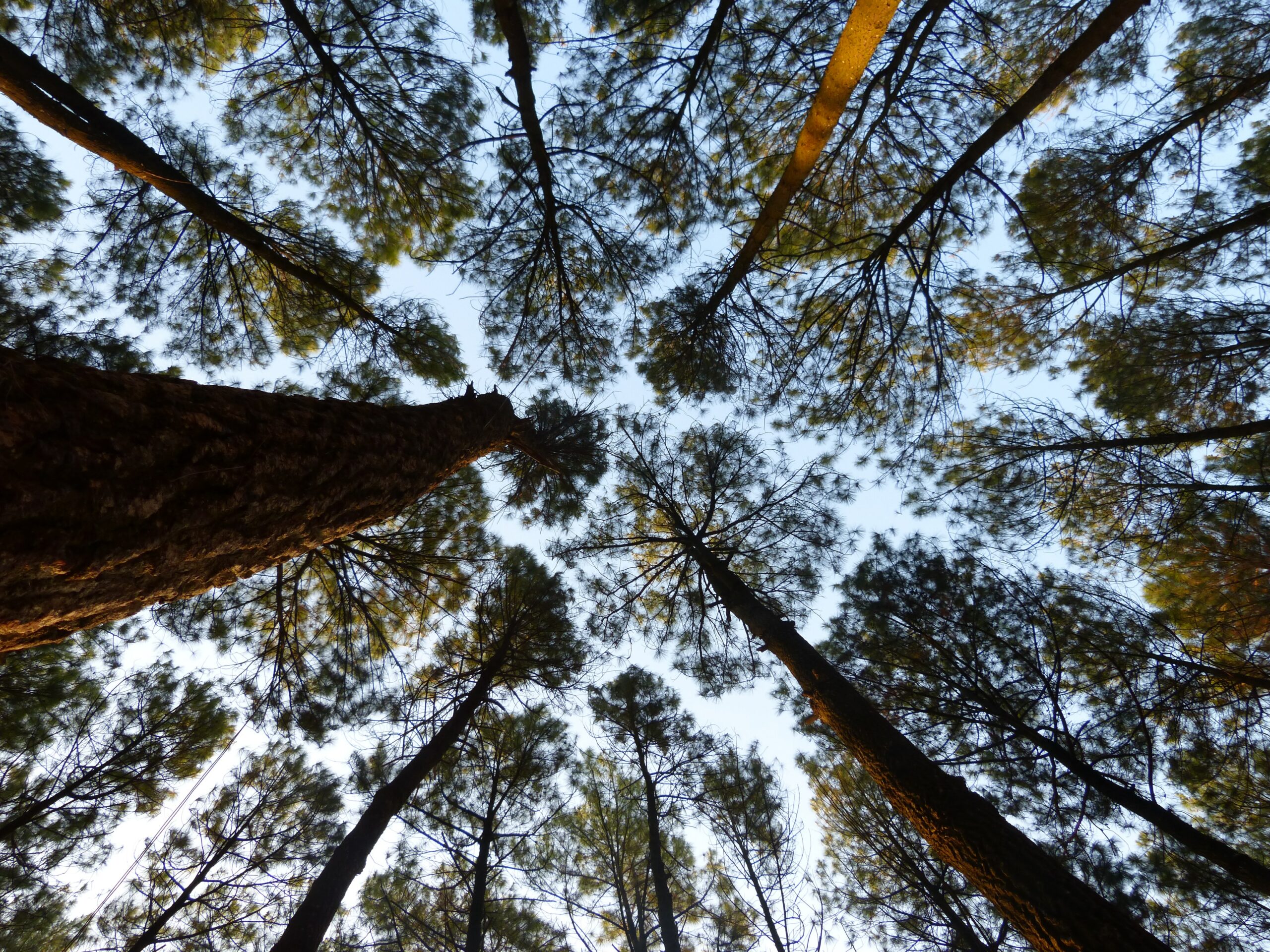 image of pine trees