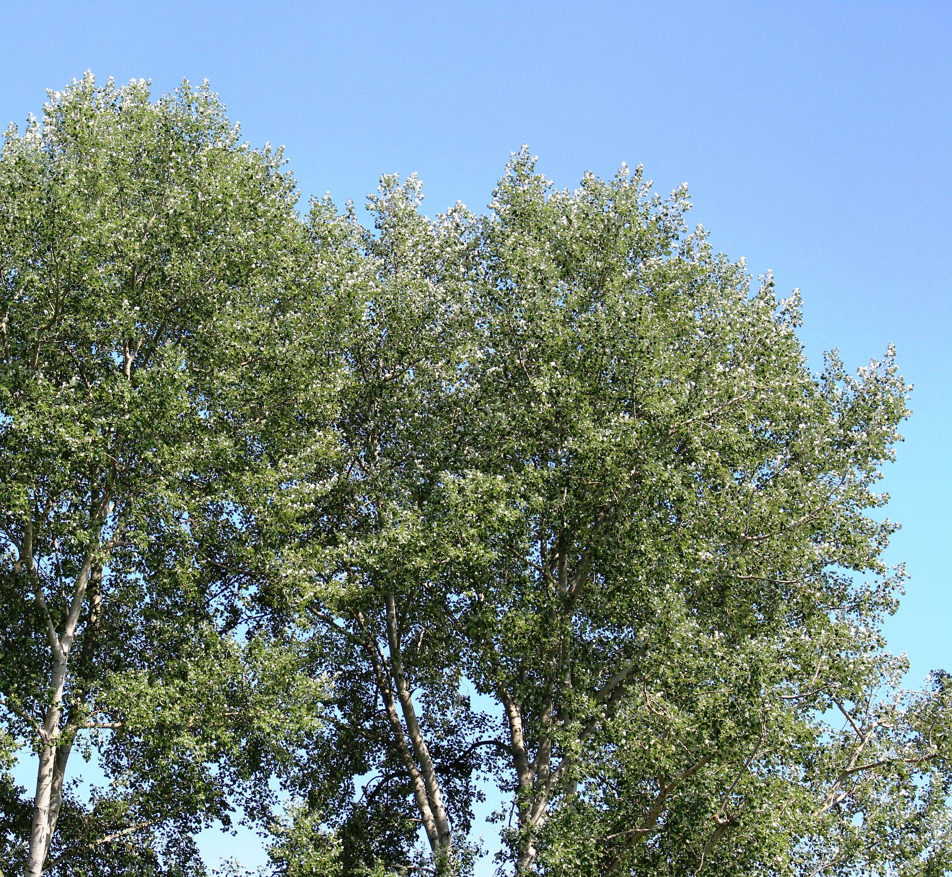image of balsam poplar tree