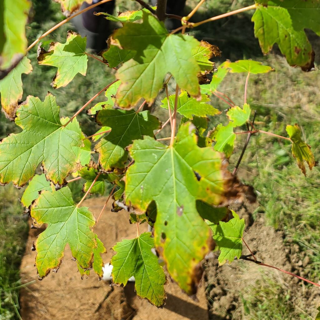 silver maple