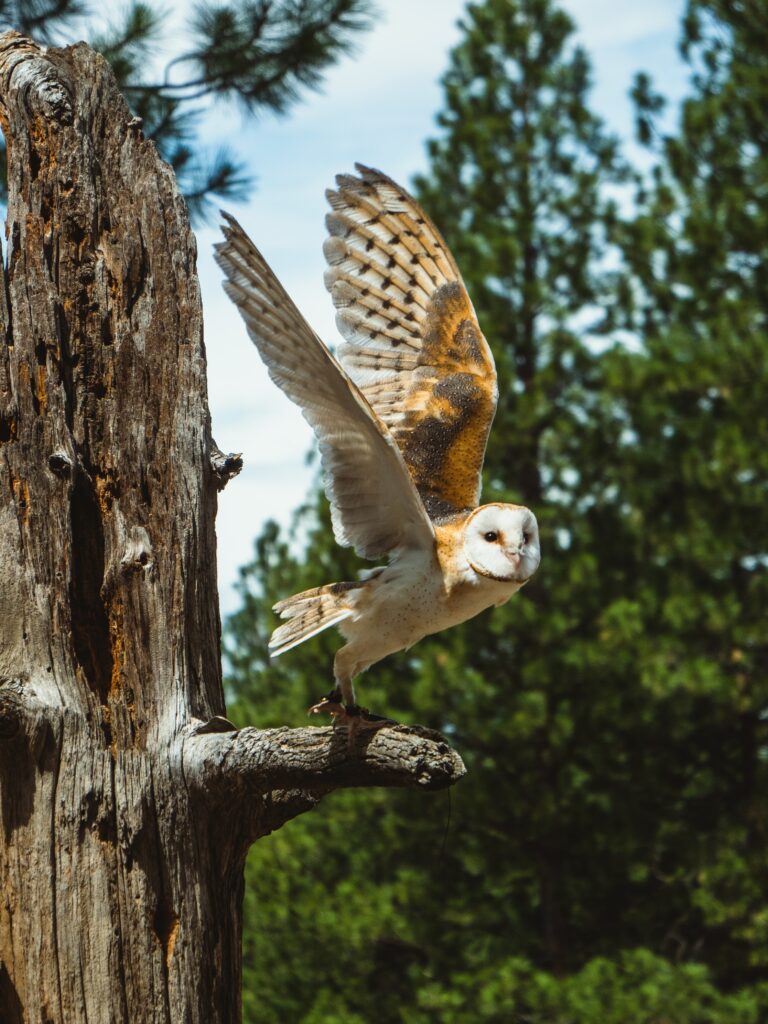Barn Owl taking flight 