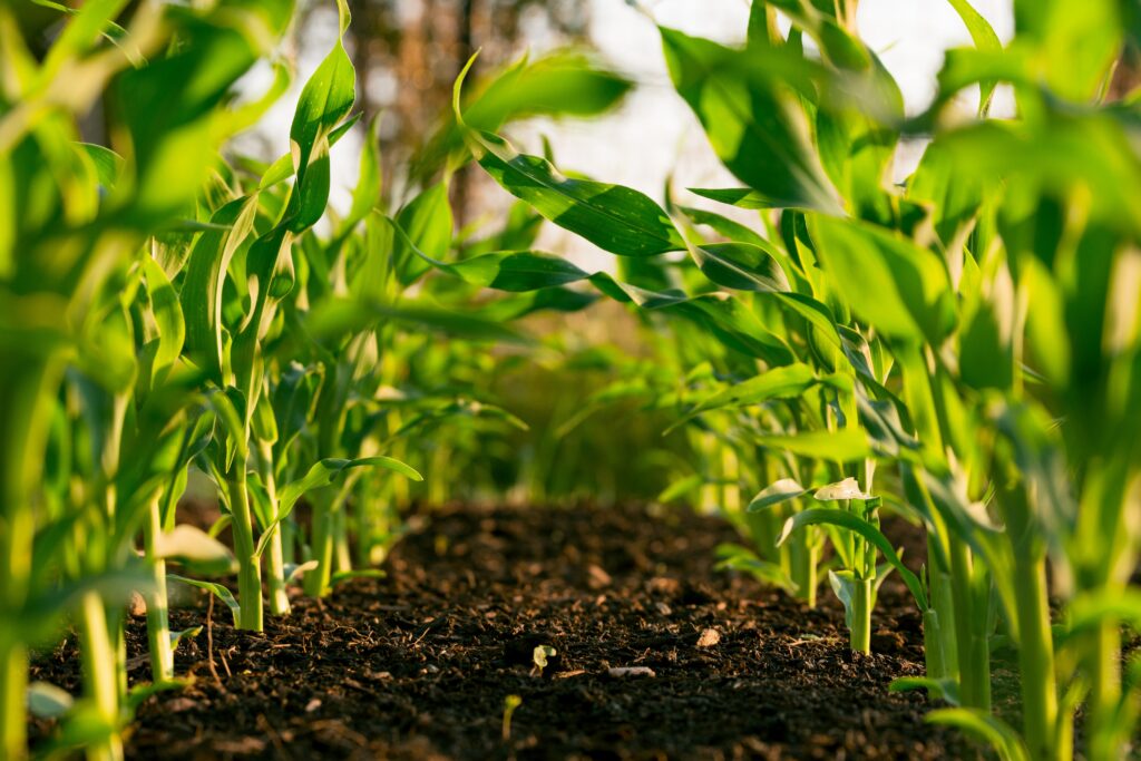 Growing season plantings